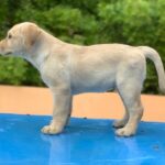 IndiaDogs-Labrador-Retriever-Jenirich-Kennel