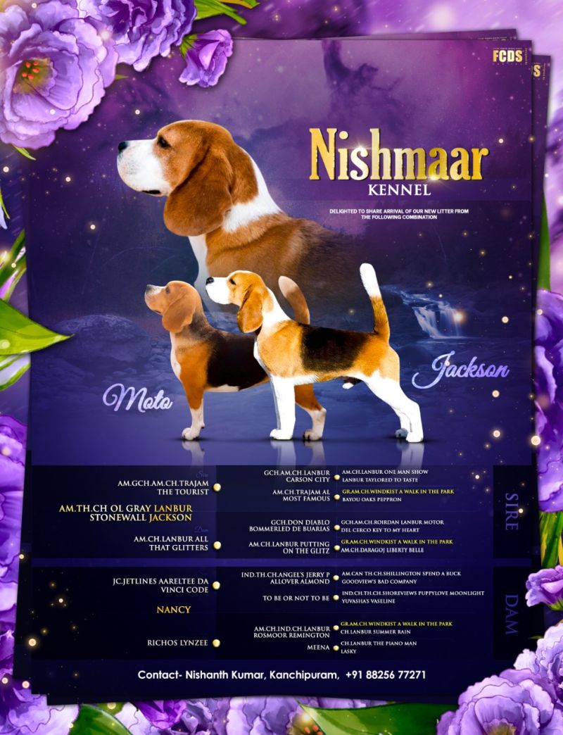 IndiaDogs-Beagle-Nishmaar-Kennel-Nishanth