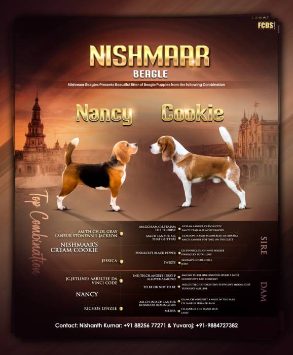IndiaDogs-Beagle-Nishanth