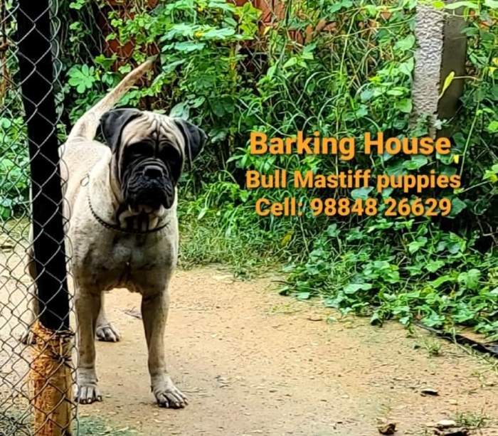 IndiaDogs-Bullmastiff-Barking-House