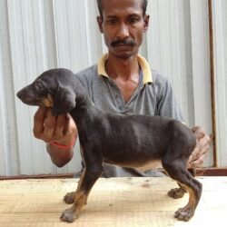 IndiaDogs-Caravan-Hound-Attila's-Kennel