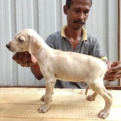 IndiaDogs-Caravan-Hound-Attila's-Kennel