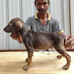 IndiaDogs-Caravan-Hound-Attila's-Kennel
