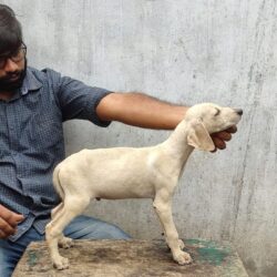 IndiaDogs-Caravan-Hound-Attila's-Kennel