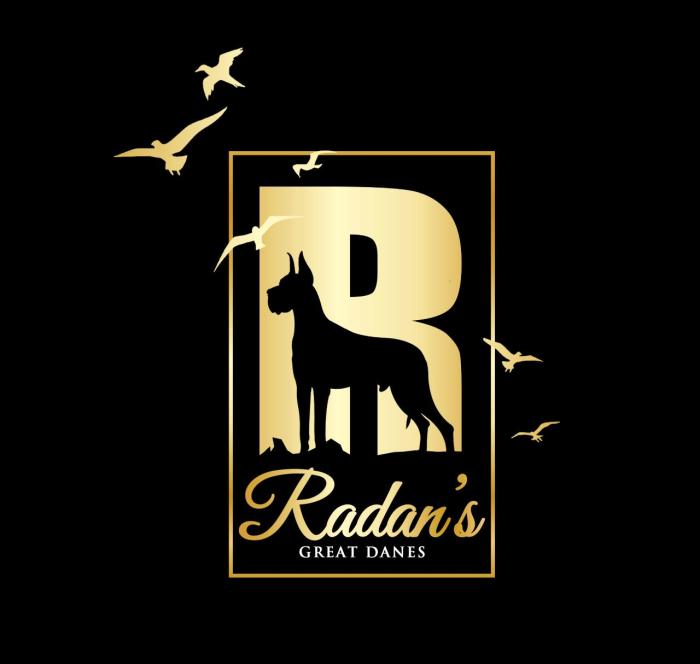 IndiaDogs-Great-Dane-Radan