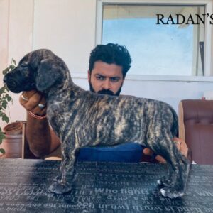 IndiaDogs-Great-Dane-Radan
