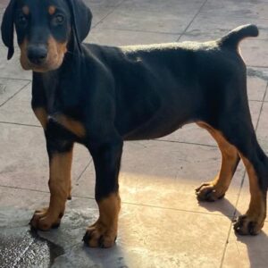 IndiaDogs-Dobermann-Ajit