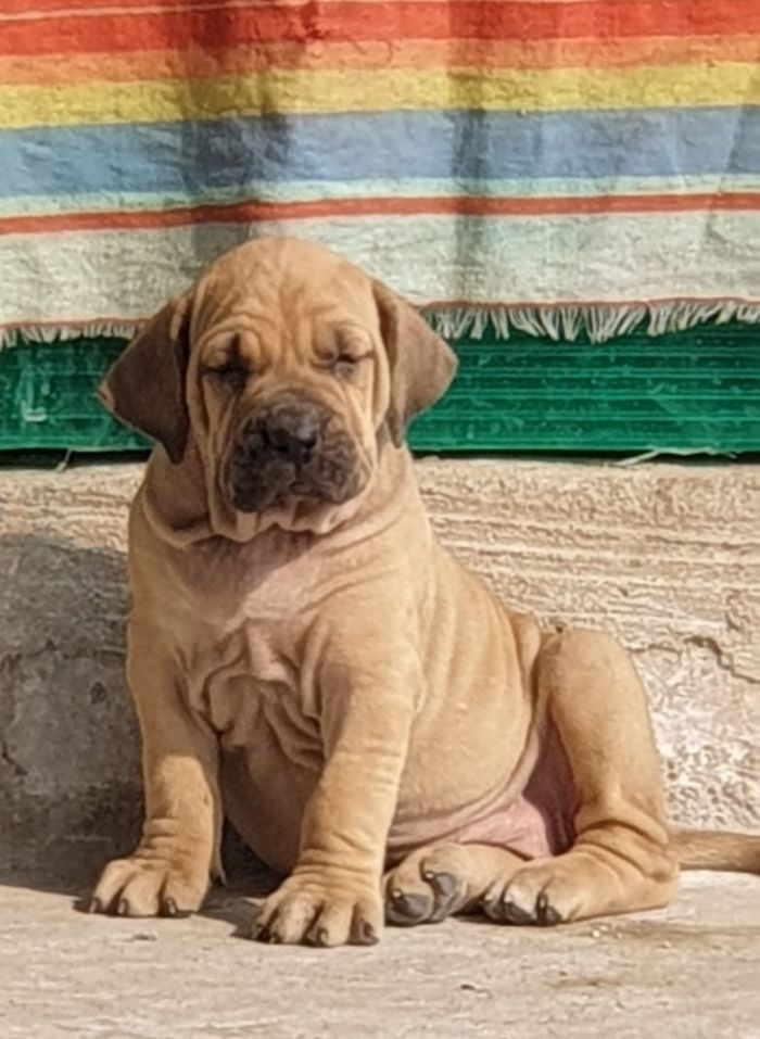IndiaDogs-Fila-Brasileiro-Sayantan