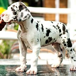 IndiaDogs-Great-Dane-Dvijatman-HP