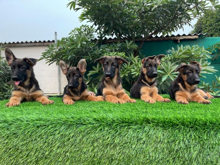 IndiaDogs-GSD-Vemo-Outriders