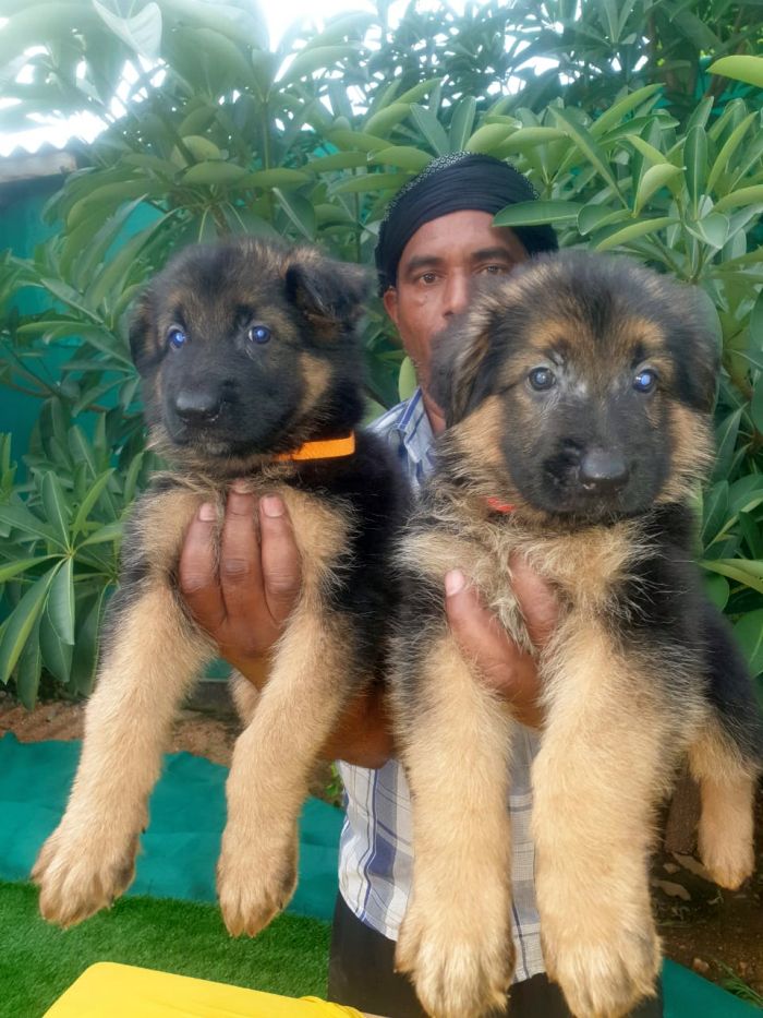 IndiaDogs-GSD-Vemo-Outriders