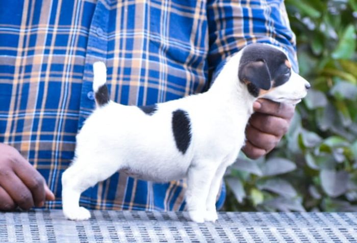 IndiaDogs-Jack-Russell-Terrier-Raghlin