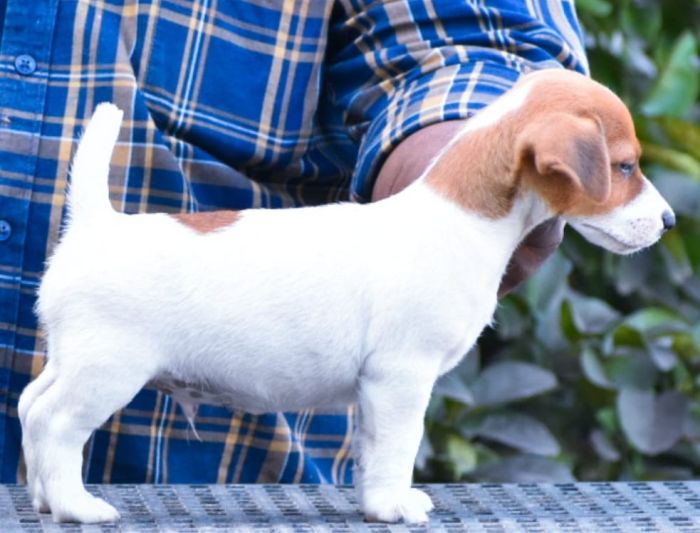 IndiaDogs-Jack-Russell-Terrier-Raghlin