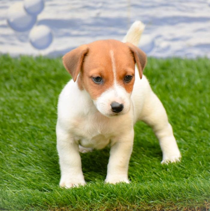 IndiaDogs-Jack-Russell-Terrier-Raghlin