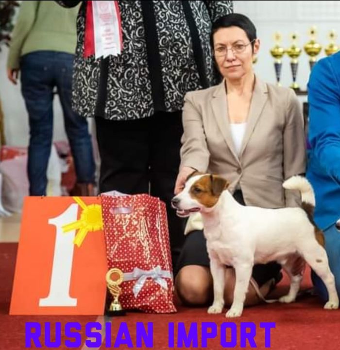 IndiaDogs-Jack-Russell-Terrier-Raghlin