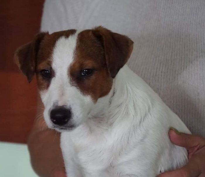 IndiaDogs-Jack-Russell-Terrier-Raghlin