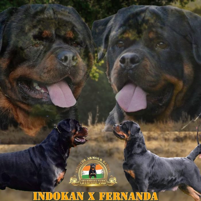 IndiaDogs-Rottweiler-Attitude-Armour-Kennel