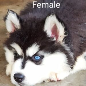IndiaDogs-Siberian-Husky-Vanshini