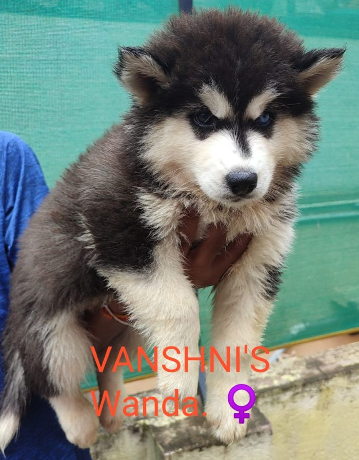 IndiaDogs-Siberian-Husky-Vanshini
