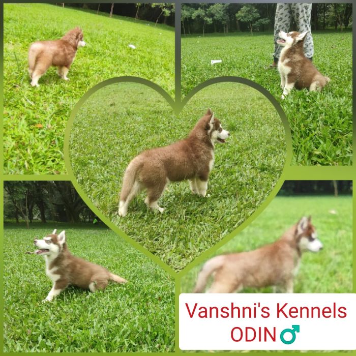 IndiaDogs-Siberian-Husky-Vanshini