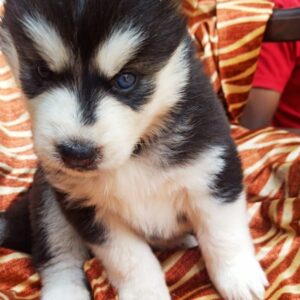 IndiaDogs-Siberian-Husky-Vanshini
