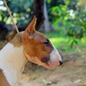 IndiaDogs-Bull-Terrier-Dheeraj