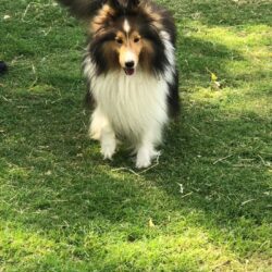 IndiaDogs-Collie-Rough-Akshay