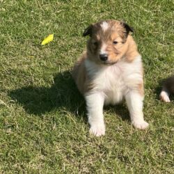 IndiaDogs-Collie-Rough-Akshay