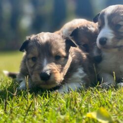 IndiaDogs-Collie-Rough-Akshay
