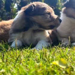 IndiaDogs-Collie-Rough-Akshay