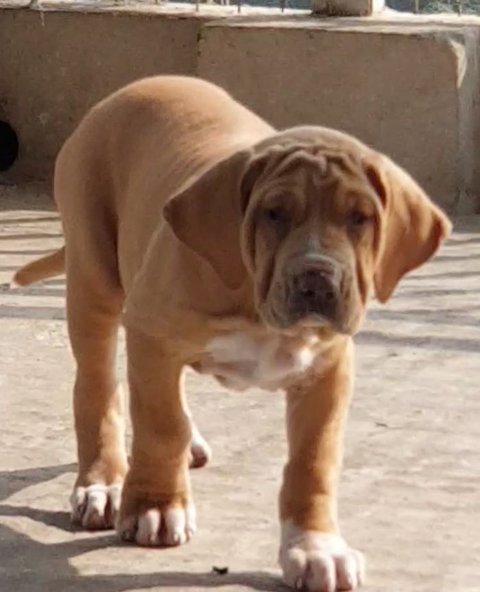 IndiaDogs-Fila-Sayantan