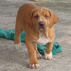 IndiaDogs-Fila-Brasileiro-Sayantan-HP