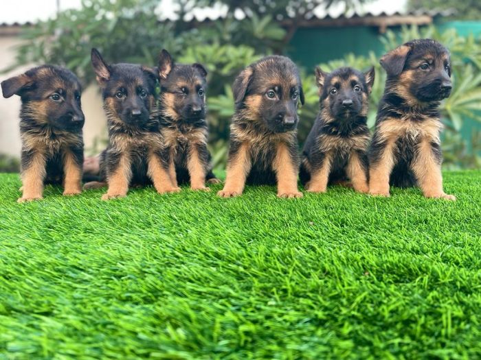 IndiaDogs-GSD-Vemo-Outriders4