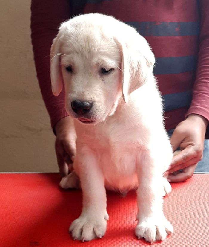 IndiaDogs-Labrador-Brijesh