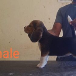 IndiaDogs-Beagle-Karunakaran