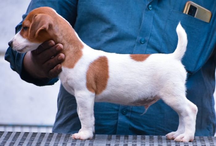 IndiaDogs-JRT-Raghlin