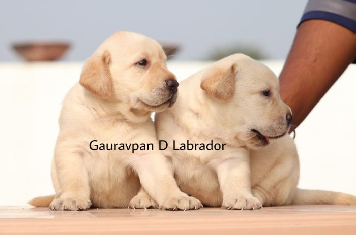 IndiaDogs-Labrador-Retriever-Gauravpan