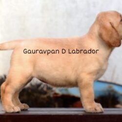 IndiaDogs-Labrador-Retriever-Gauravpan