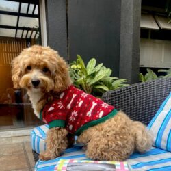 IndiaDogs-Maltipoo-Sanram