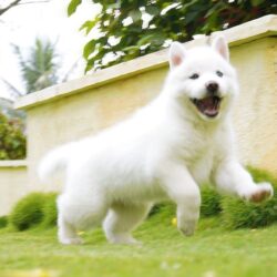 IndiaDogs-Siberian-Husky-Gururaj