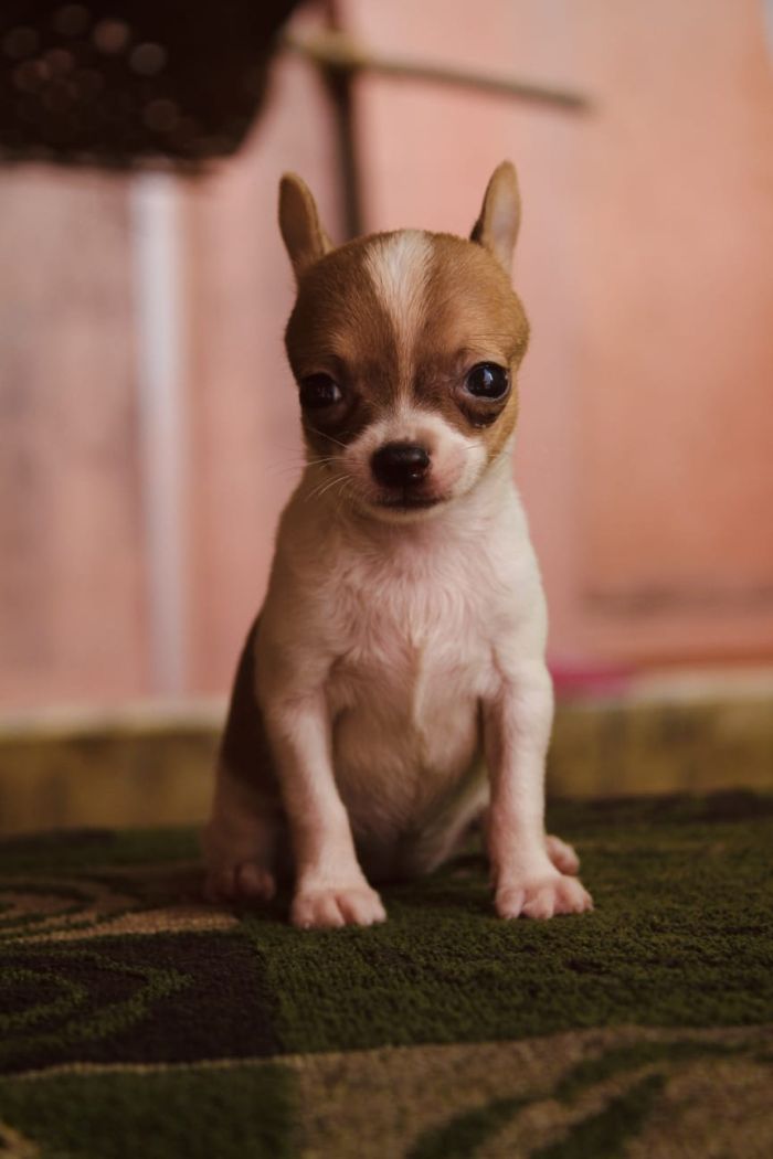 IndiaDogs-Chihuahua-Rajan