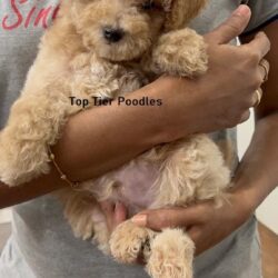IndiaDogs-Poodle-Toptier