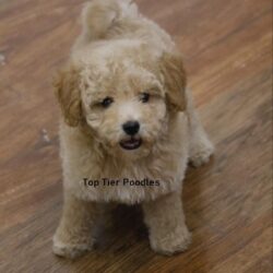 IndiaDogs-Poodle-Toptier