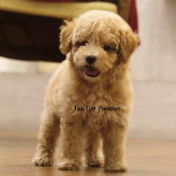 IndiaDogs-Poodle-Toptier-HP