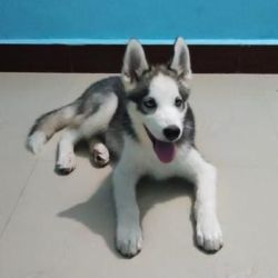 IndiaDogs-Siberian-Gowtham-HP