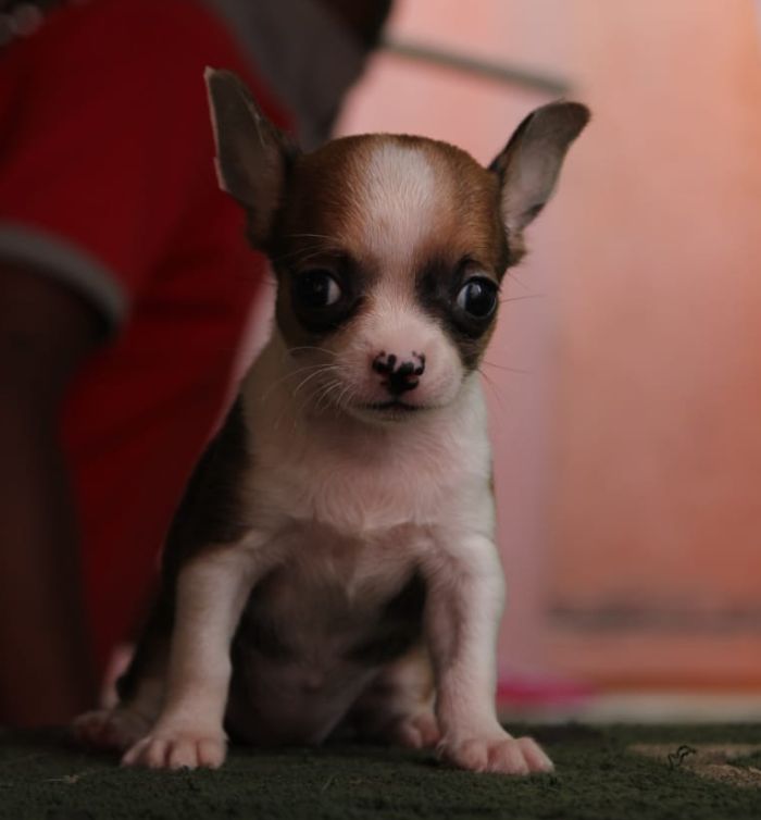 IndiaDogs-Chihuahua-Rajan