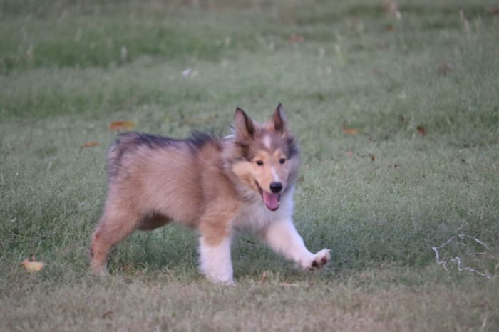 IndiaDogs-Collie-Akshay