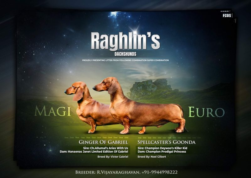 IndiaDogs-Dachshund-Raghlin