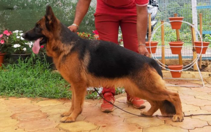 IndiaDogs-GSD-Apple
