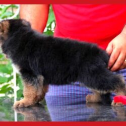 IndiaDogs-GSD-Apple